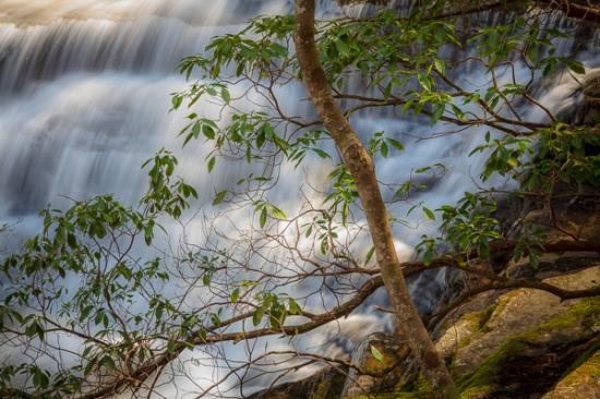 Branches;Brook;Brown;Calm;Cascade;Cascading;Chute;Cool;Creek;Falling;Falls;Flow;Healing;Health care;Healthcare;Leaf;Lower Piney Falls;Nature;Pastoral;Piney Falls State Natural Area;Pouring;River;Rivers;Spilling;Stream;Stream Bank;Streaming;Sunlight;Sunshine;Tennessee;Tree;United States;Water;Waterfalls;Waterscape;flowing;foliage;green;landscape;leaves;limbs;oneness;peaceful;plants;rapids;restful;river bank;serene;soothing;sunlit;tranquil;tree limbs;trees;trunk;waterfall;wet;zen