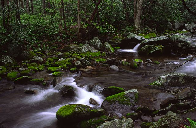Fog;Mist;Journey;Cliff;Rock Face;Sheer;Steep;Waterfall;Stream;Water;Flowing;Pouring;Cool;Wet;Flow;Cascade;Cascading;Spray;Cataract;Falls;Chute;Falling;Spilling;Creek;Brook;Rivulet;Tributary;Gush;Streamlet;Torrent;White Water;Rapids;Bubbling;River;Rocks;Rock;Boulder;Boulders;Rock Formations;Stones;Pebble;Pebbles;Stone;Forest;Trees;Leaves;Leaf;Plants;Woods;Bark;Outdoors;Nature;Natural;Woodland