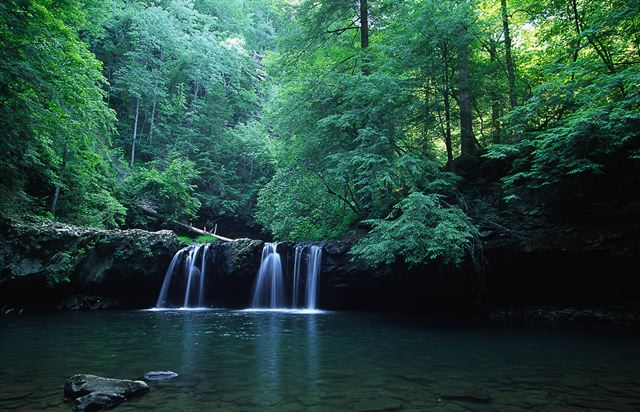 Cliff;Rock Face;Sheer;Steep;Waterfall;Stream;Water;Flowing;Pouring;Cool;Wet;Flow;Cascade;Cascading;Spray;Cataract;Falls;Chute;Falling;Spilling;Forest;Trees;Leaves;Leaf;Plants;Woods;Bark;Outdoors;Nature;Natural;Woodland;Creek;Brook;Rivulet;Tributary;Gush;Streamlet;Torrent;White Water;Rapids;Bubbling;River