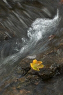 Waterfall;Nature;Abstract;Water;Stream;Leaves;Leaf;Flowing;Fall-Scenes;Tennessee