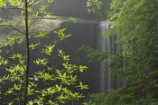 Cascade;Cascading;Cataract;Chute;Cool;Falling;Falls;Flow;Flowing;Fog;Foggy;Fores