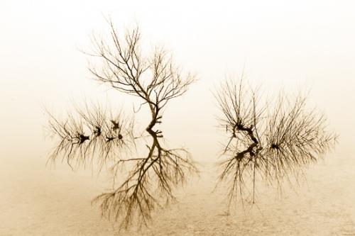 Blue;Blues;Body of Water;Branches;Cool Colors;Cool Palette;Cool Tones;Couchville Cedar Glade State Natural Area;Fall Creek Falls State Resort Park;Fog;Herbaceous;Mist;Obscured;Pikeville;Plant;Tennessee;Tree;bark;blue;branch;color;foggy;haze;lake;mist;misty;plants;pond;reflection;reflections;silhouette;tree trunk;trees;trunk