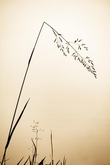 Botanical;Brown;Calm;Gold;Grass Patterns;Grass Seed Head;Healing;Health care;Healthcare;Macro;Minimalism;Natchez Trace State Park;Nature;Pastoral;State Park;Tan;Tennessee;United States;Wabi Sabi;botanicals;grass;modern art;oneness;peaceful;plant;restful;sepia;serene;silhouette;soothing;sumi-e;tranquil;zen