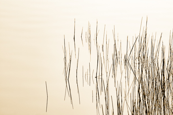 Abstract;Abstraction;Blossom;Blossoms;Botanical;Botanicals;Calm;Concepts;Fall Creek Falls State Resort Park;Floweret;Flowering;Flowers;Flowers & Plants;Healing;Health care;Healthcare;Line;Minimalism;Mirror;Nature;Oneness;Pastoral;Personal;Pikeville;Plant;Pool;Water;Waterscape;bloom;flora;floral;flower;grass;lake;landscape;oriental;pattern;peaceful;plants;reflection;reflections;restful;serene;soothing;sumi-e;texture;tranquil;zen