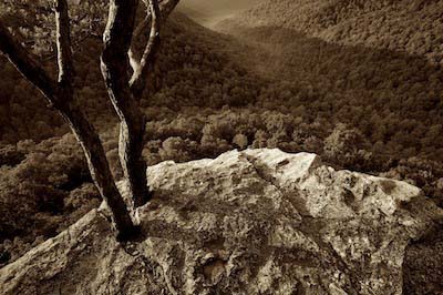 Twisted pine tree on rocky bluff overlooking foggy valley at sunrise, Raven's Point, Fiery Gizzard, South Cumberland Recreation Area, Tennessee